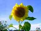 Sonnenblumen
