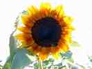 Sonnenblume-10.jpg