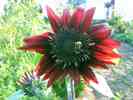 Sonnenblume-11.jpg