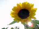 Sonnenblume-12.jpg