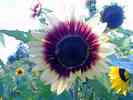 Sonnenblume-13.jpg