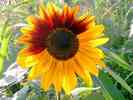 Sonnenblume-14.jpg