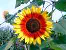 Sonnenblume-15.jpg