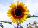 Sonnenblume-16.jpg