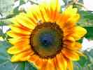Sonnenblume-17.jpg
