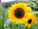 Sonnenblume-18.jpg