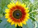 Sonnenblume-19.jpg