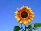 Sonnenblume-2.jpg
