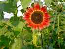 Sonnenblume-20.jpg