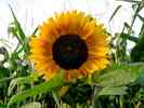 Sonnenblume-21.jpg