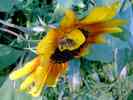 Sonnenblume-22.jpg