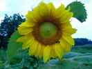 Sonnenblume-23.jpg