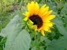 Sonnenblume-24.jpg