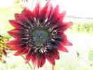 Sonnenblume-25.jpg