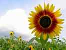 Sonnenblume-26.jpg