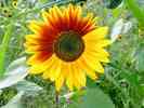 Sonnenblume-27.jpg