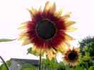 Sonnenblume-28.jpg