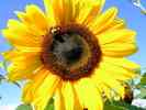 Sonnenblume-29.jpg