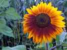 Sonnenblume-3.jpg