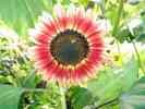 Sonnenblume-30.jpg