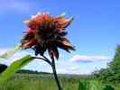 Sonnenblume-32.jpg