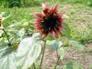 Sonnenblume-34.jpg