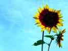 Sonnenblume-35.jpg