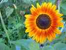 Sonnenblume-4.jpg