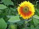 Sonnenblume-5.jpg