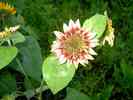 Sonnenblume-6.jpg