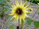 Sonnenblume-7.jpg