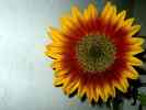 Sonnenblume-8.jpg