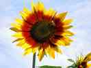 Sonnenblume-9.jpg