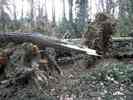 Sturm-5.jpg