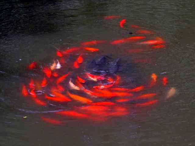 Fische-1.jpg