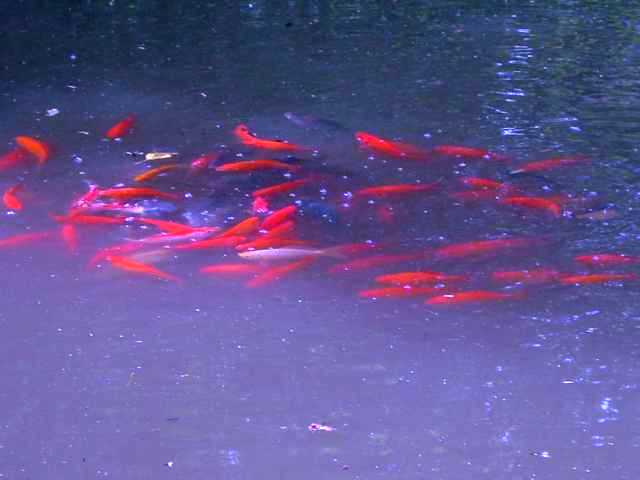 Fische-2.jpg