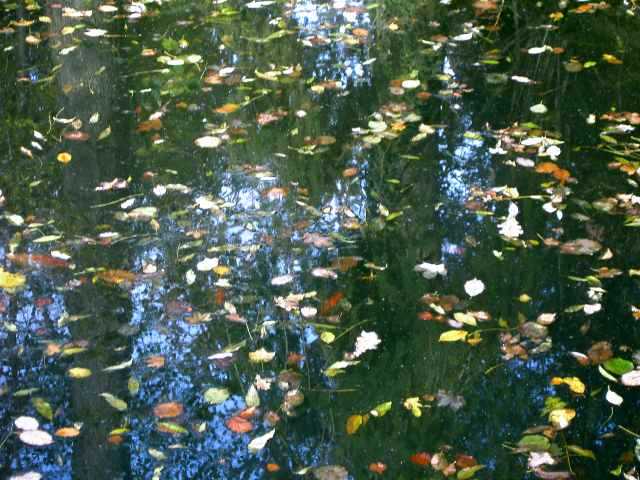 Teich-Herbstlaub.jpg