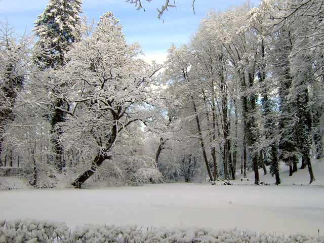 Teich-im-Winter-1.jpg