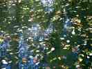 Teich-Herbstlaub.jpg