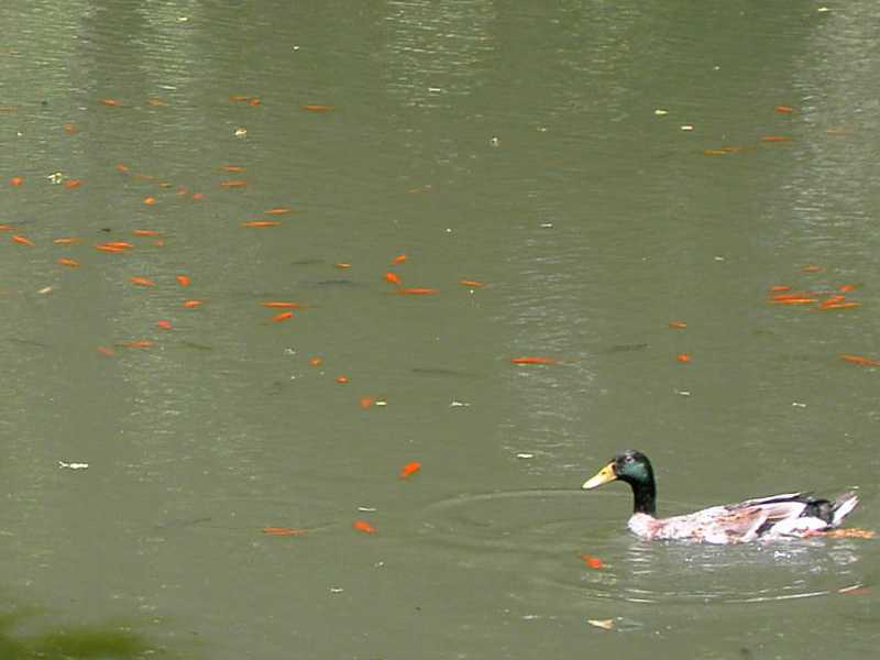 Ente.jpg