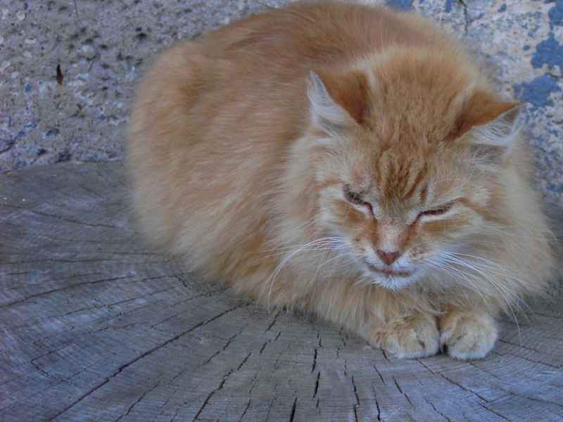 Katze.jpg