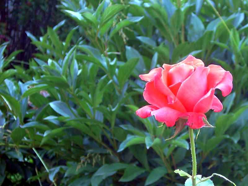 Rose.jpg