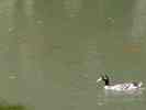 Ente.jpg