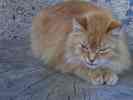 Katze.jpg